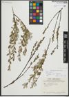 Foto von Salix repens subsp. repens L.
